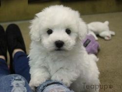 Top Home Raised Bichon Frise Puppies For Sale