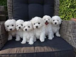 Stunning Litter Of Bichon Frise Puppies For Sale