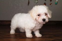 my sweet bichon puppy for sale