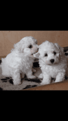 Full Little Of Akc Registered Bichon Frise Puppies