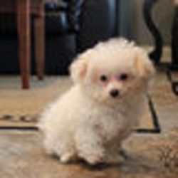 Akc Registered Bichon Frise Pups For You.