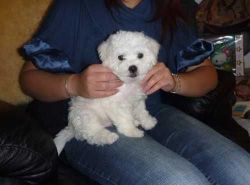 Cute Bichon Frise Puppies for good home