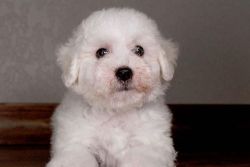 lovable bichon puppy for re-homing