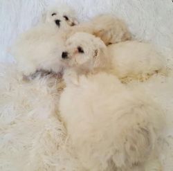 charming bichon frise puppies