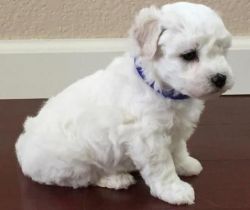 Akc Female And Male Bichon Frise Puppies For Sale