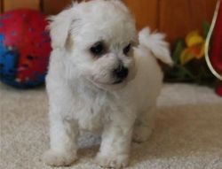 Cute And Lovely Bichon Frise Puppies For Adoption.