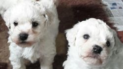Lovely Little Bichon For Sale