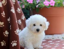 Beautiful Bichon Frise puppies for Rehoming
