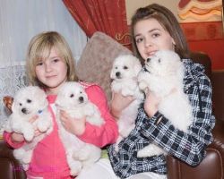 Lovely Bichon Frise Puppies For Sale