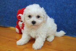 Male and female Bichon Frise Puppies ready