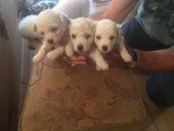 KC registered Bichon Frise puppies