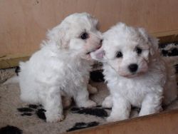 Bichon Frise Puppies for Sale