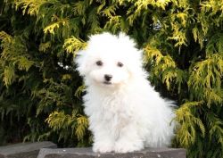 Bichon Frise Male And Female Puppy For Sale