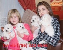 Snow white Bichon Frise Puppies available
