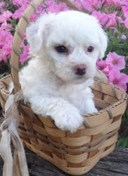 Bichon Frise Puppies Looking For Loving Homes