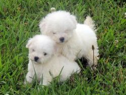 Bichon frise Puppies Available.