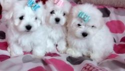 ichon Frise pups ready to go to there new homes 2 lovely little