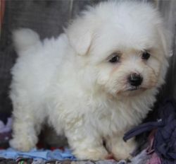 Bichon Frise available both male and female for sale