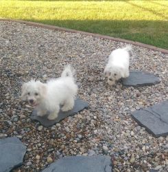 Bichon Frise puppies available for sale to good home