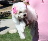 trained Bichon Frise Puppies for Sale $400