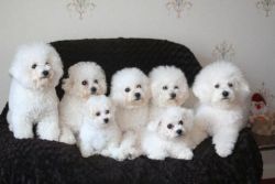 Bichon frise puppies for sale with all shots
