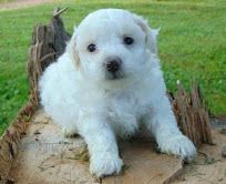 Adorable trained Bichon Frise Puppies