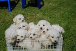 Affectionate and abundantly playful Bichon Frise puppies