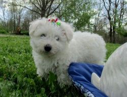 Adorable Bichon Frise Puppies for rehoming