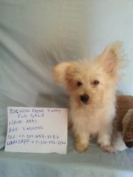 12 weeks Bichon Frise puppy for sale