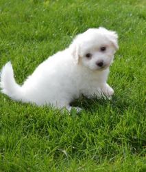 Lucky- special - Bichon Frise Puppy for Sale