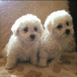 Beautiful Bichon Frise Puppies