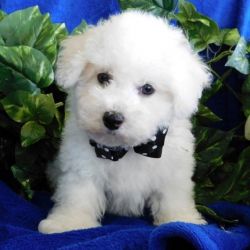 Excellent blood lines BICHON FRISE PUPPIES For Loving Homes