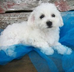 White Bichon Frise Puppies For Sale
