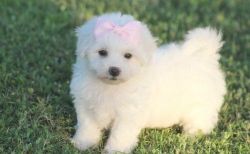 Stunning Bichon Frise Puppies For Sale