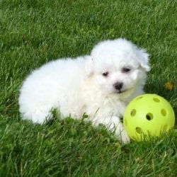 New Litter Bichon Frise puppies For Sale