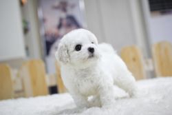 Available Bichon Frise Puppies Available