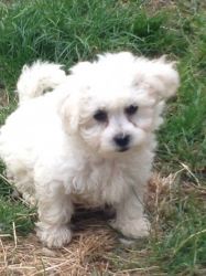 Bichon Frise Boy Pup and girl AVAILABLE