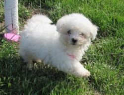 Gorgeous Bichon Frise puppies are so cute