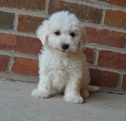 bichon frise puppies. 2 males and female available