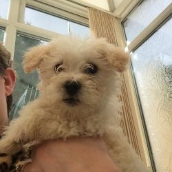 Beautiful bishon frise puppy for sale!