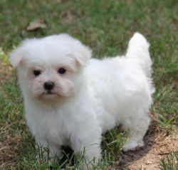 Beautiful Bichon Frise Puppies For Sale