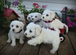Top Healthy Bichon Frise Puppies For Sale