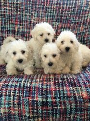 Beautiful Bichon Frise Puppies(xxx) xxx-xxx0