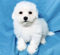 Healthy Bichon Frise Puppies For Sale