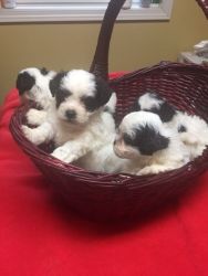 Teddy Bear Puppies For Sale