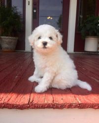 Well Socialized Bichon Frise Puppies