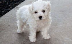 Fluffy and cute white Bichon Frise puppies