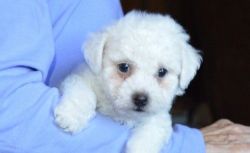 Beautiful white Bichon Frise puppies