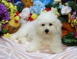 I have a couple beautiful Bichon Frise puppies available.
