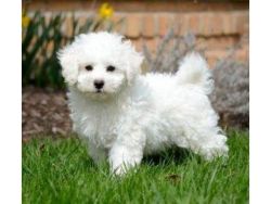 Lovely Bichon Frise puppies Ready